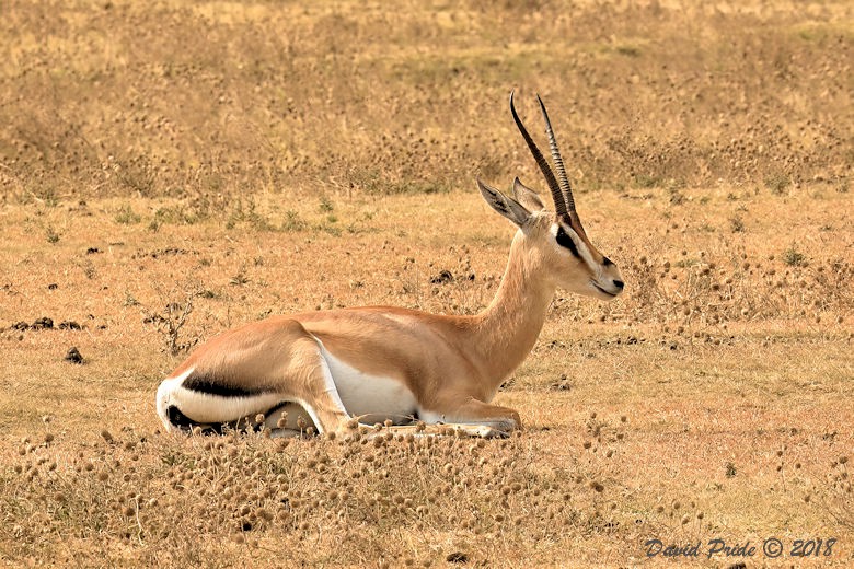 Grant's Gazelle