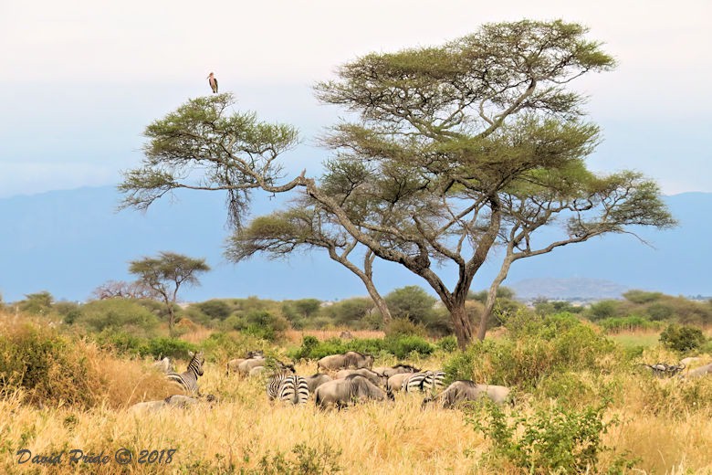 Kudu Lodge