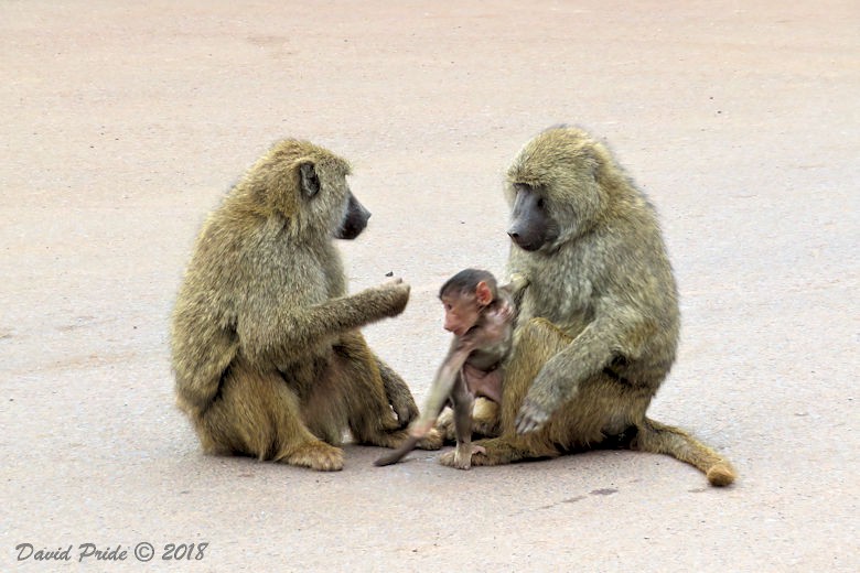 Olive Baboon