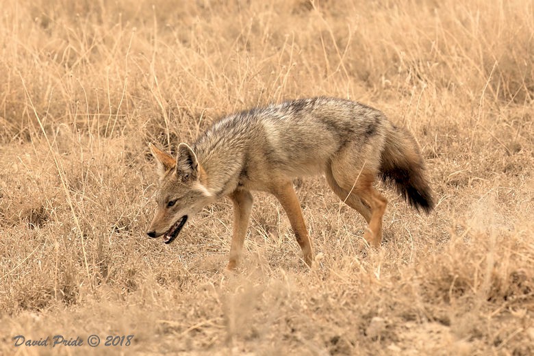 Golden Jackal