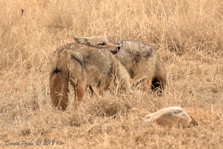 Golden Jackal