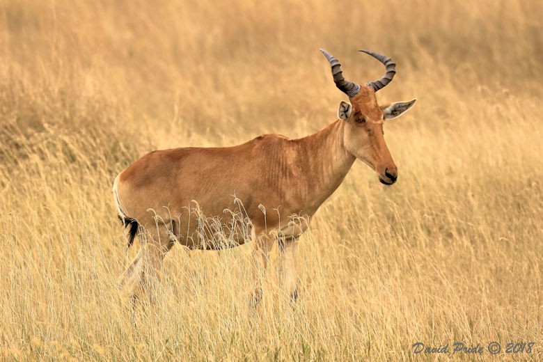 Hartebeest