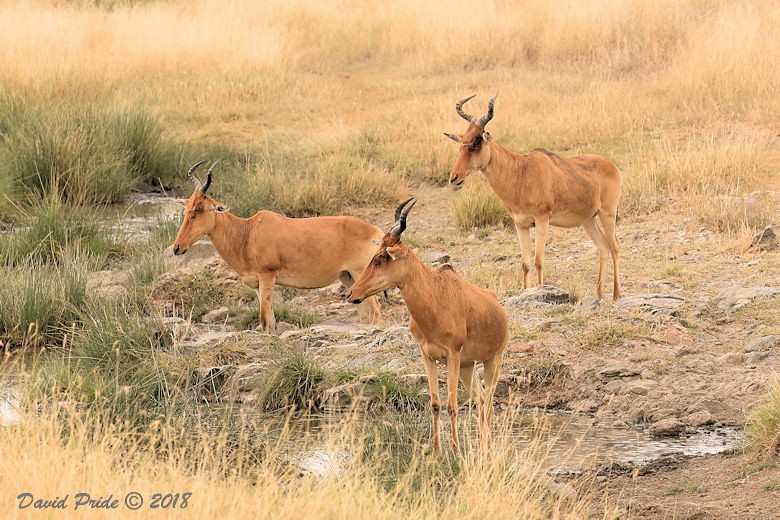 Hartebeest