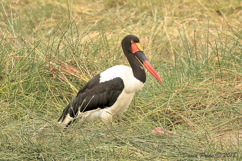 Saddle-billed Stork