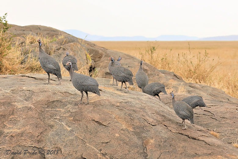 Guineafowl