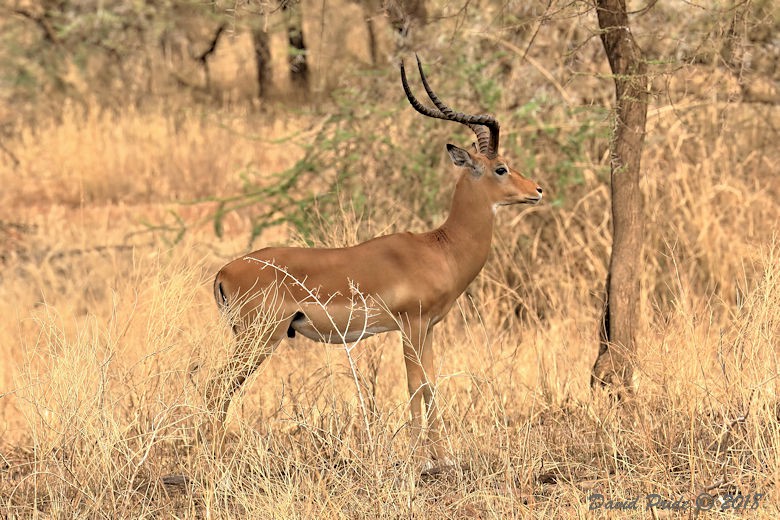 Impala