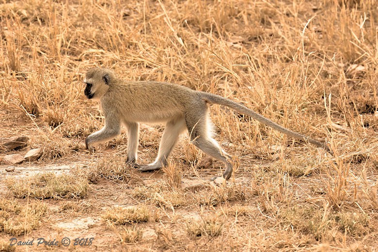 Vervet Monkey