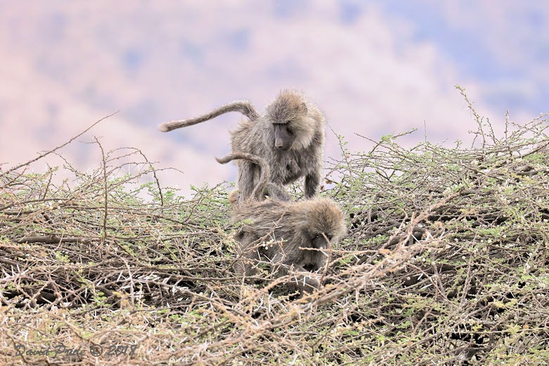 Olive Baboon