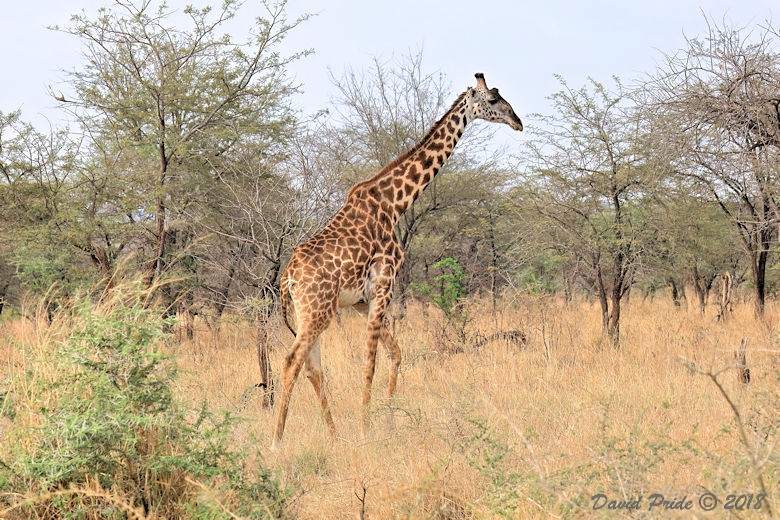 Masai Giraffe