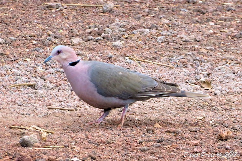 Red-eyed Dove