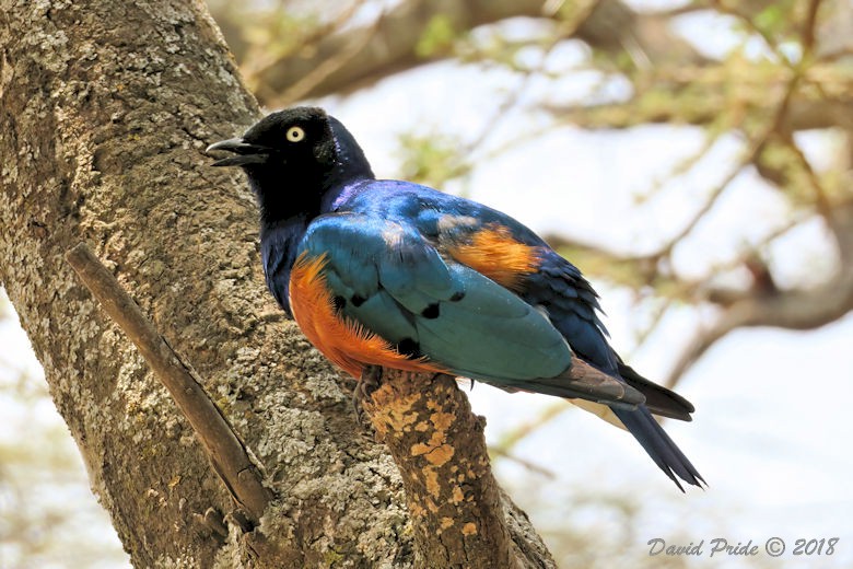 Hildebrandt's Starling