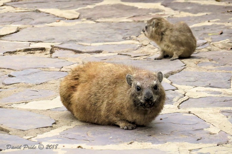 Rock Hyrax