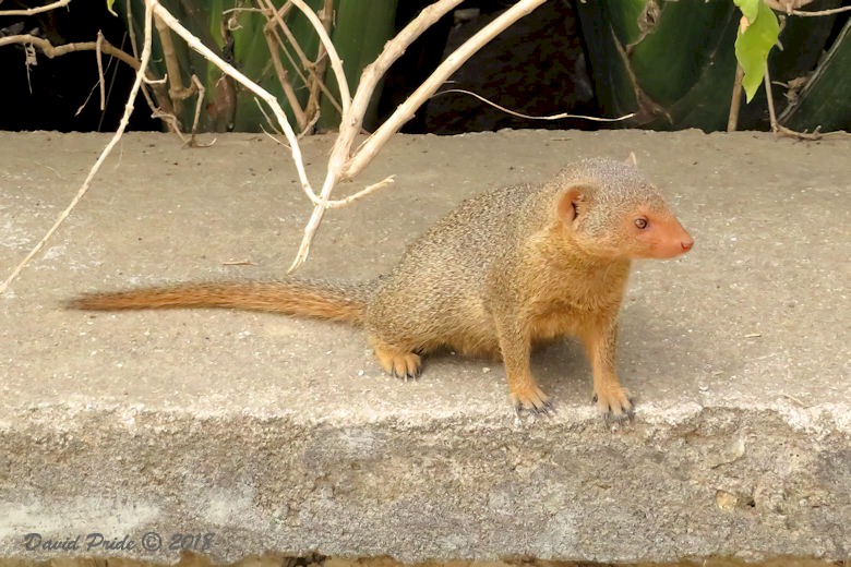 Common Dwarf Mongoose