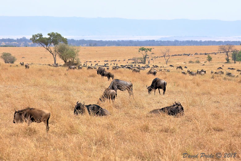 Serengeti