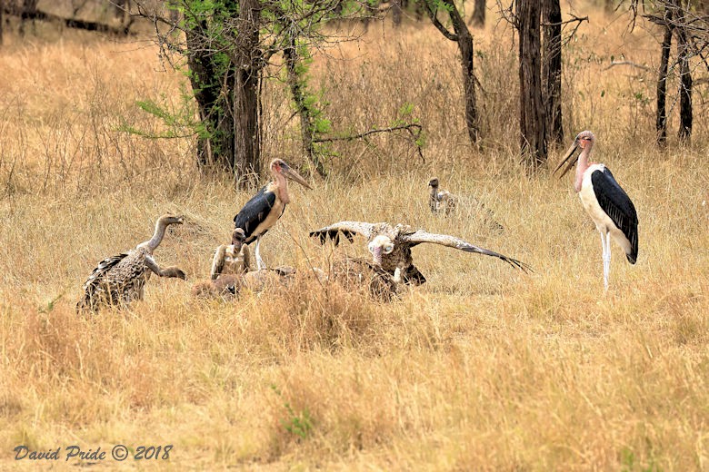 Serengeti