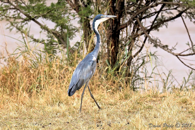 Black-headed Heron