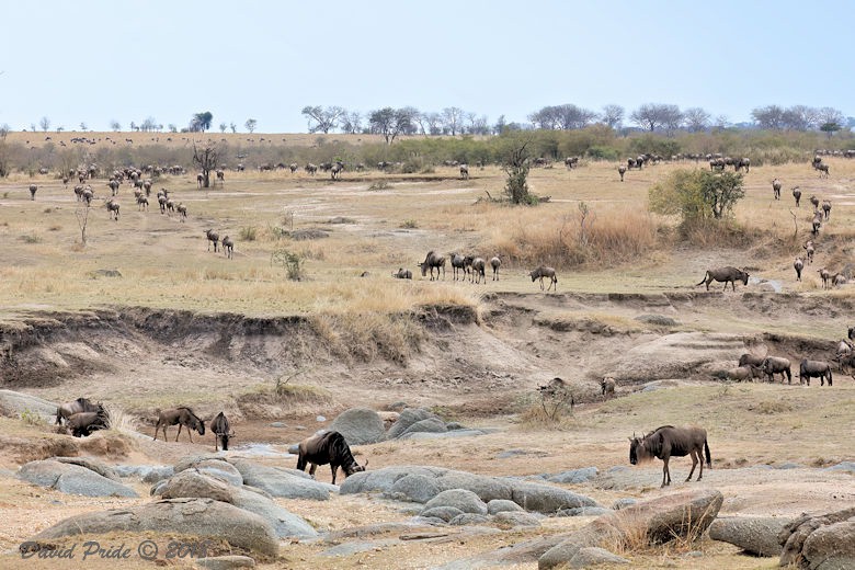 Serengeti Great Migration