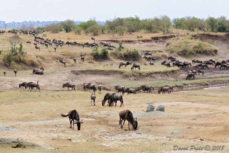 Serengeti Great Migration