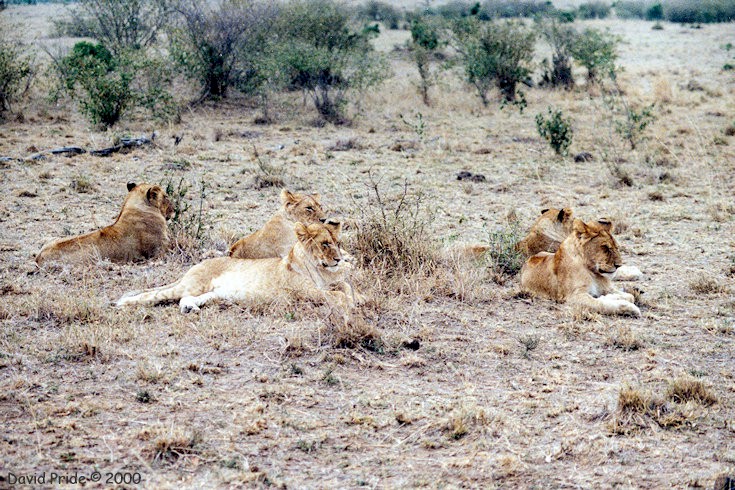 Maasai Mara Lion Cubs
