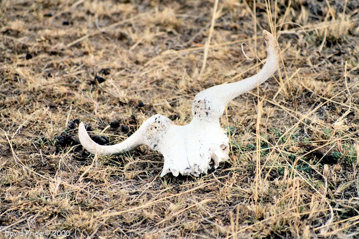 Wildebeest Skull