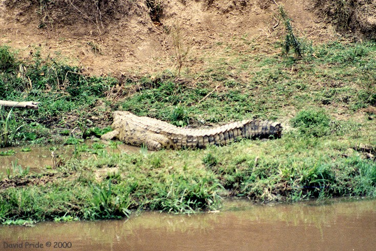 Kenyan Nile Crocodile