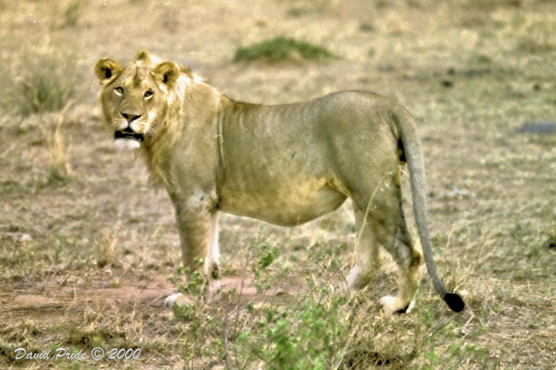 Young Male Lion