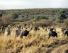 Maasai Mara Mixed Herd