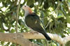 Chestnut Naped Imperial Pigeon