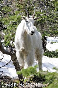 Moutain Goat