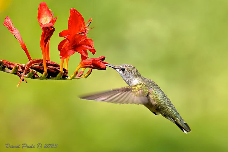 Ruby-throated Hummingbird