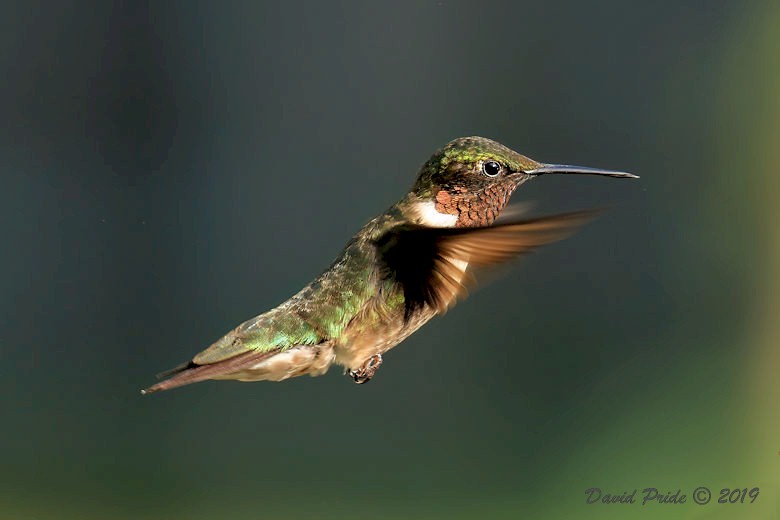 Ruby-throated Hummingbird