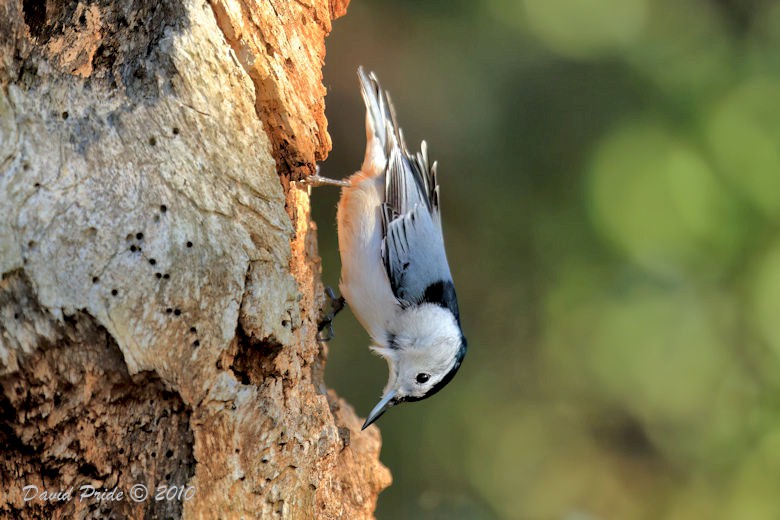 White-breasted Nuthatch