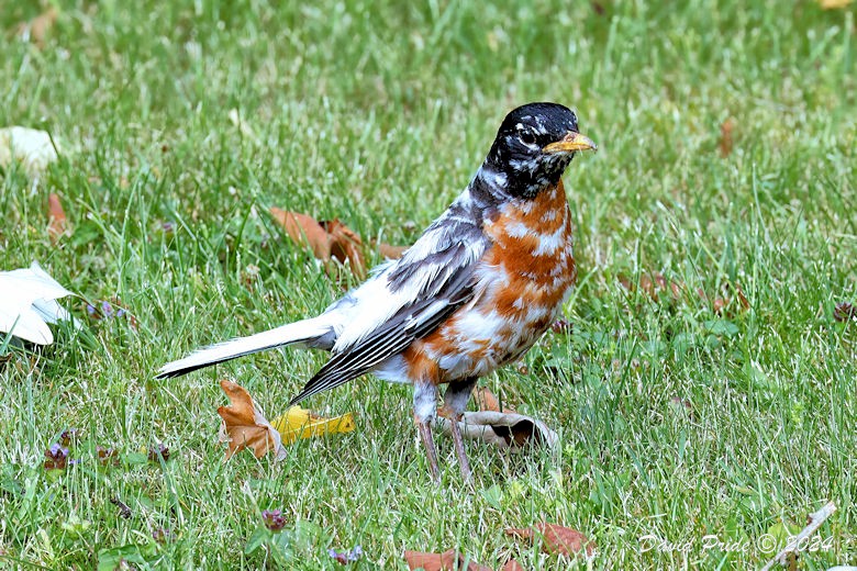 Leucistic Robin