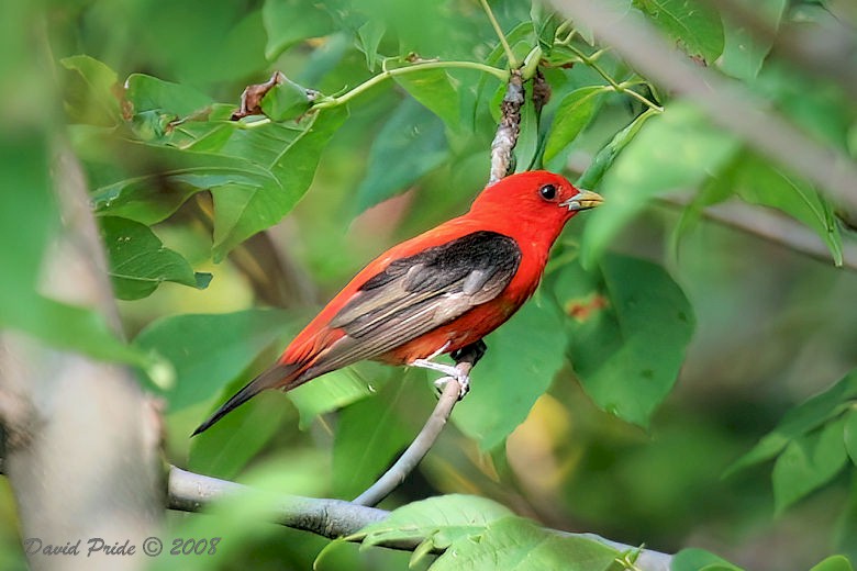 Scarlet Tanager