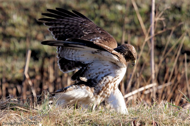 Red-tailed  Hawk