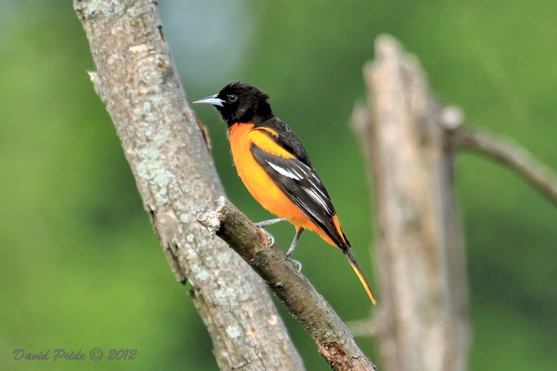 Baltimore Oriole