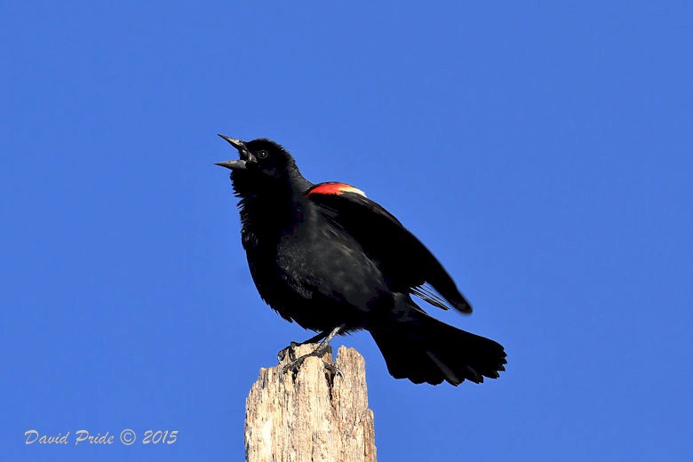 Red-winged Blackbird