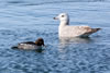 Common Goldeneye & Iceland Gull