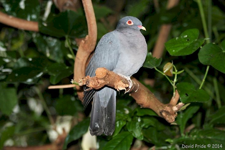Scaly-Naped Pigeon