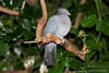 Scaly-Naped Pigeon