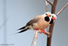 Shaft-tailed Finch
