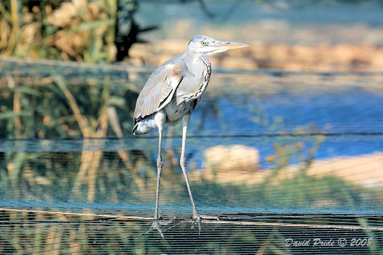 Gray Heron