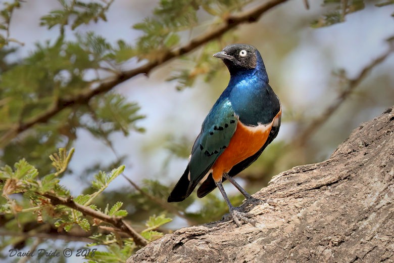 Superb Starling