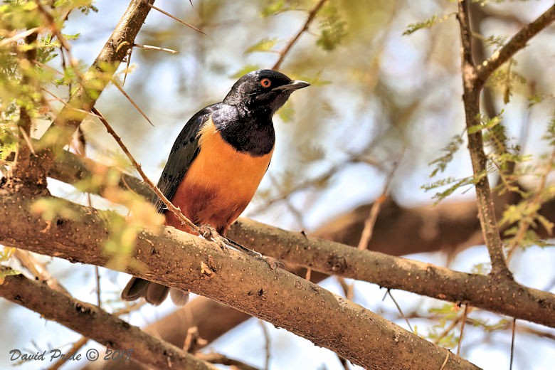 Hildebrandt's Starling