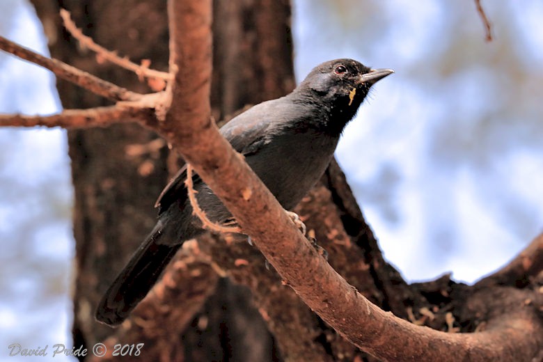 Common Bulbul