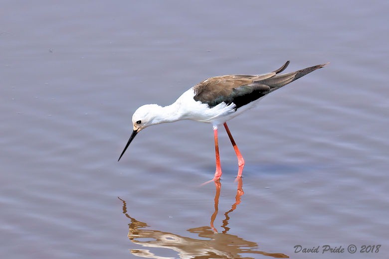 Black-winged Stilt