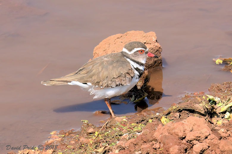 Three-banded Plover