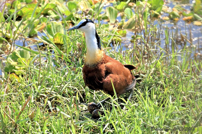 African Jacana