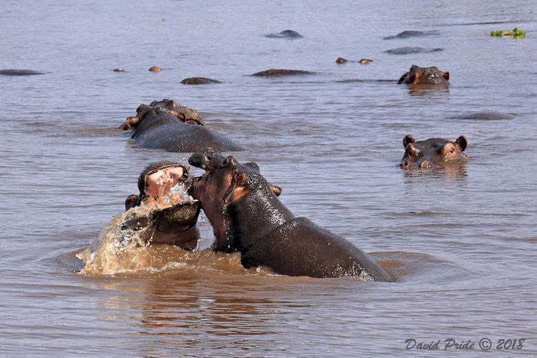 Hippopotamus