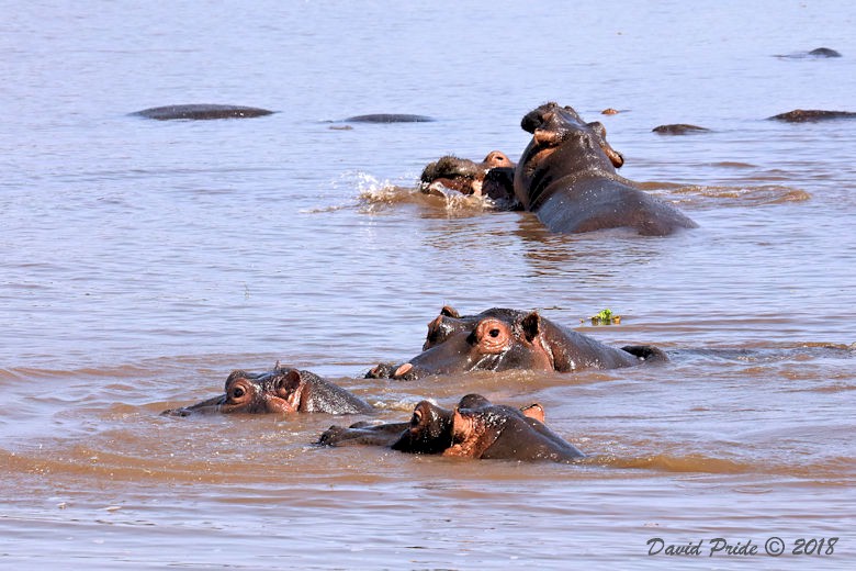 Hippopotamus